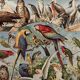 Vintage illustrated plate about birds (parrot) - 1930