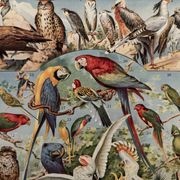 Planche illustrée vintage sur les oiseaux, perroquet, 1930