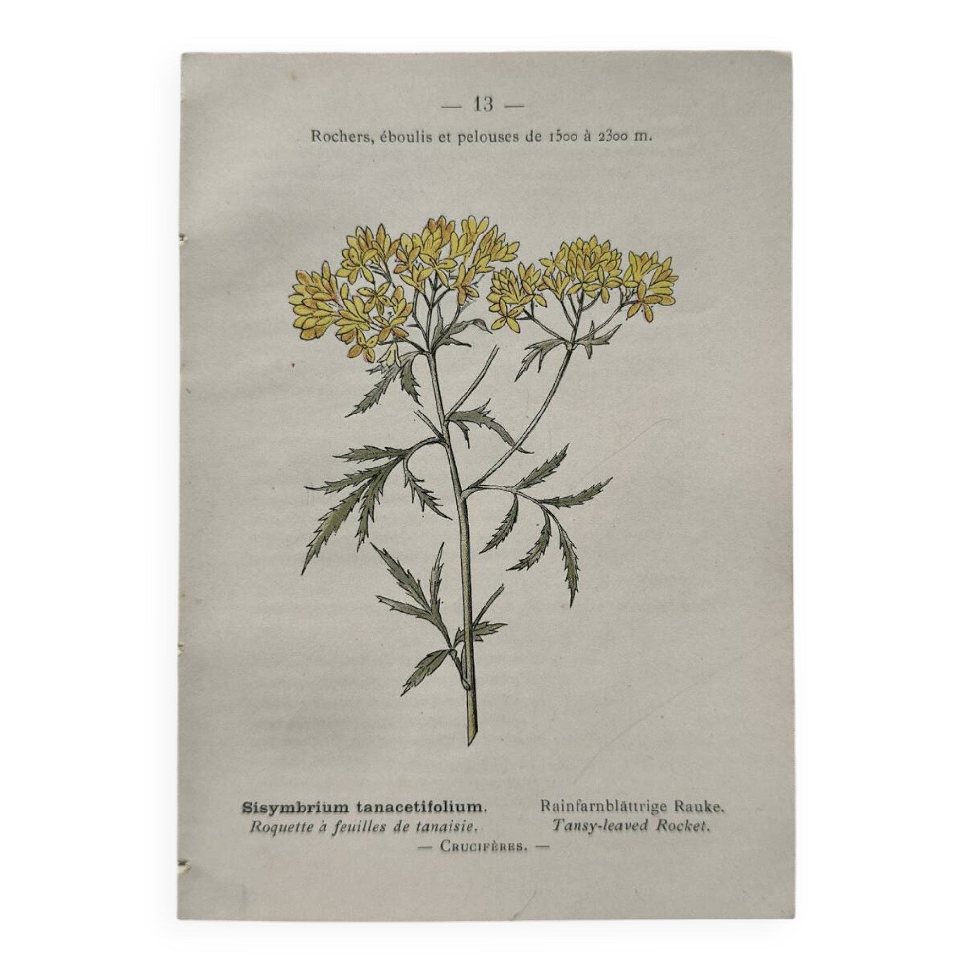 Botanical Plate 1800 Old naturalist engraving 19th century double-sided
