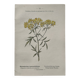 Botanical Plate 1800 Old naturalist engraving 19th century double-sided