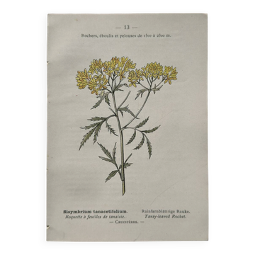 Botanical Plate 1800 Old naturalist engraving 19th century double-sided