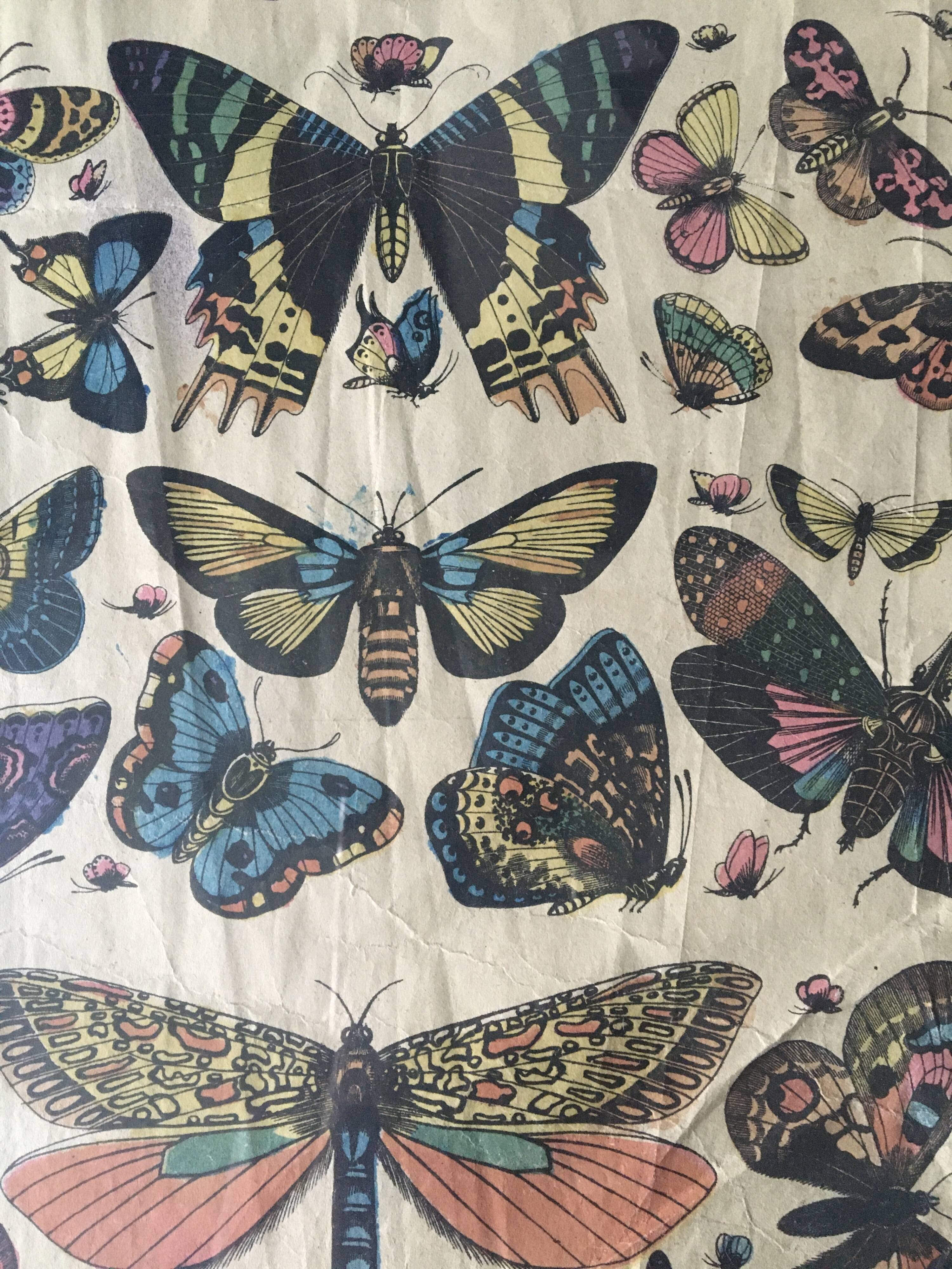 Framed botanical plank, 1900