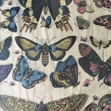 Framed botanical plank, 1900