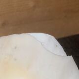 Clam
