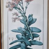 Rochea falcata botanical board
