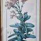 Rochea falcata botanical board