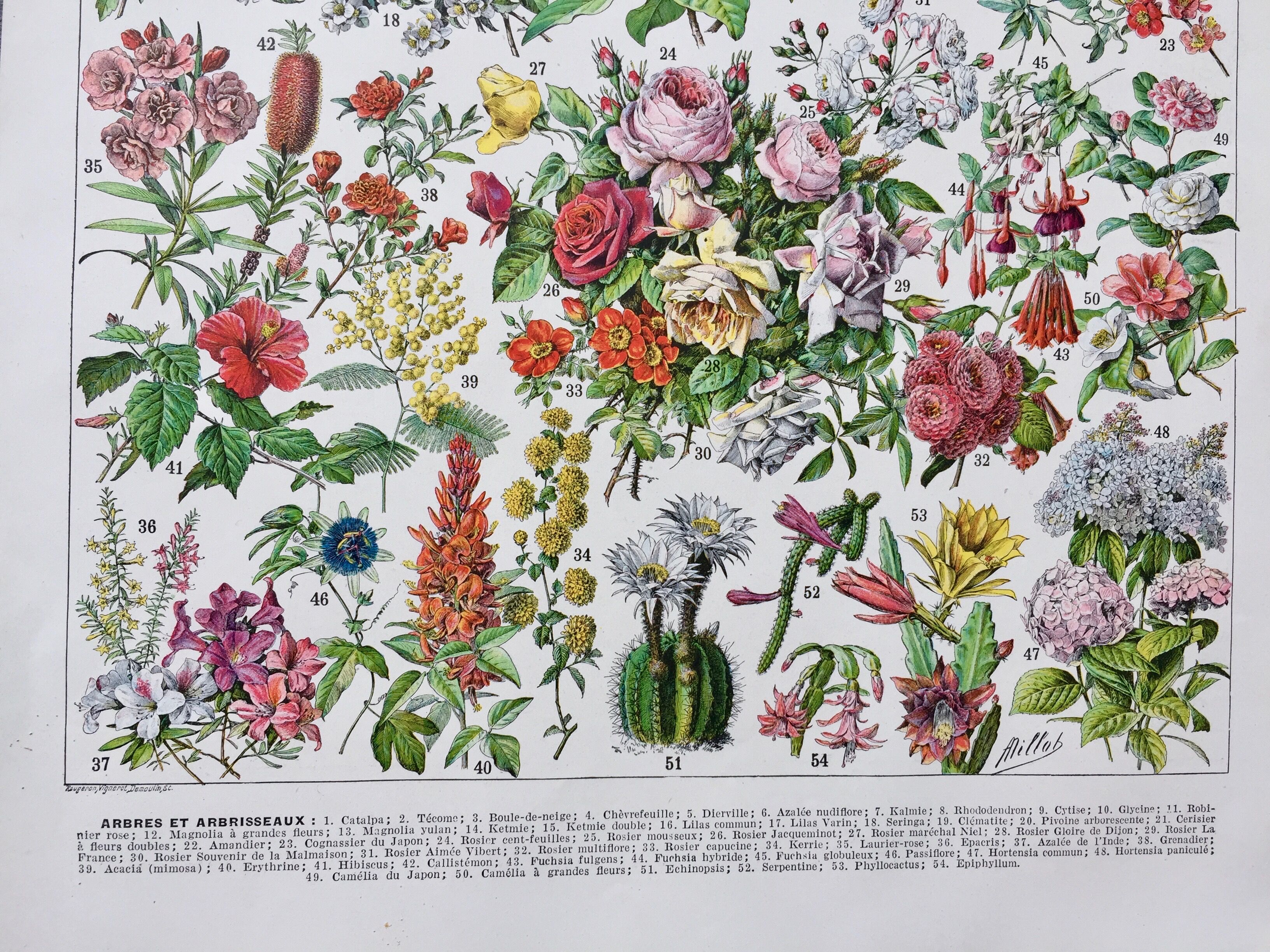Old illustration Millot "Flowers"