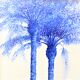 Dessin Palmiers Bleu