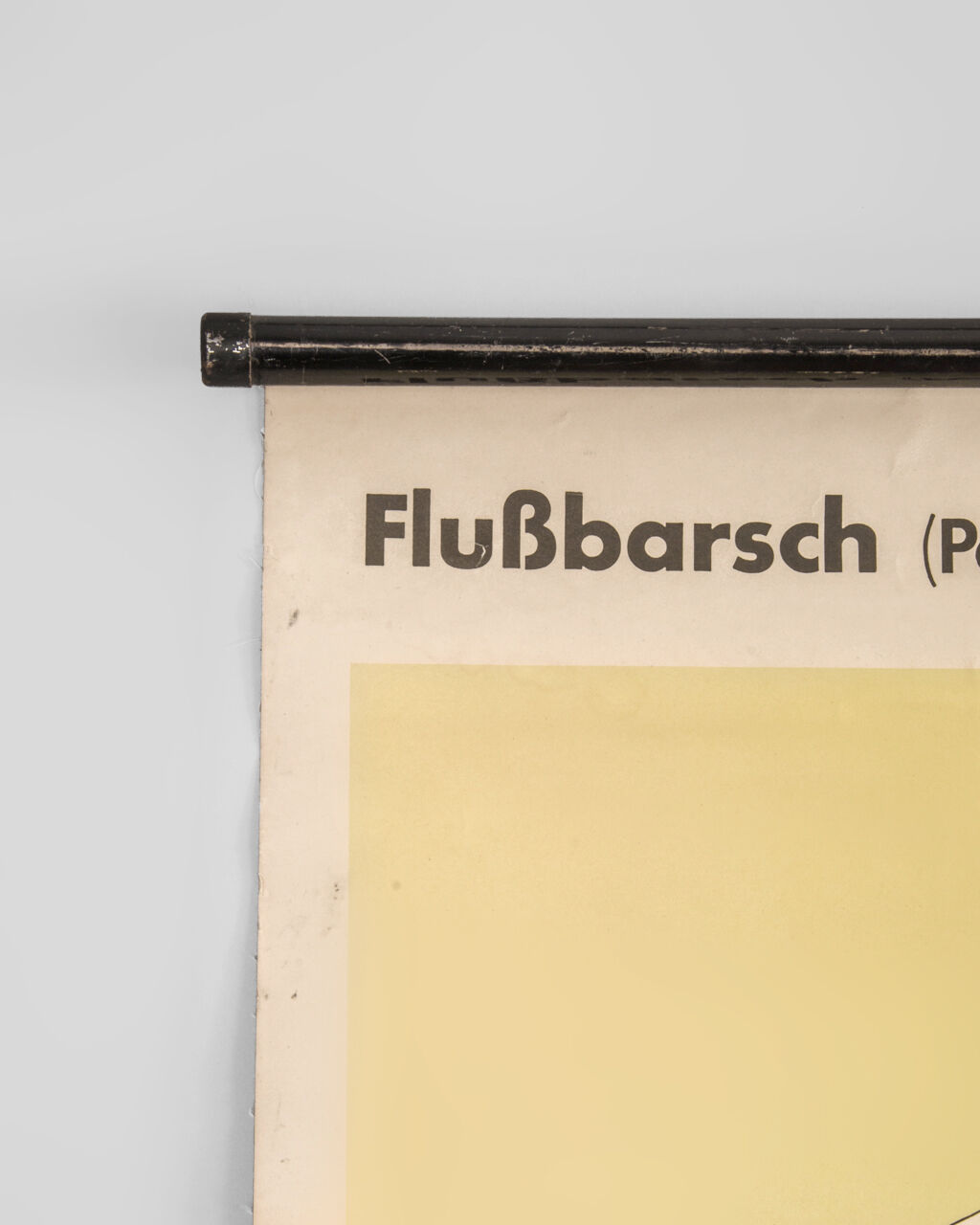 Affiche allemande de biologie marine par Volk Und Wissen Volkseigener Verlag