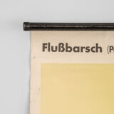 Affiche allemande de biologie marine par Volk Und Wissen Volkseigener Verlag