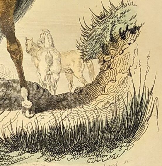 ORIGINAL ZOOLOGICAL FRAME ENGRAVING FROM 1839 " WHOLE HORSE,....,.... "