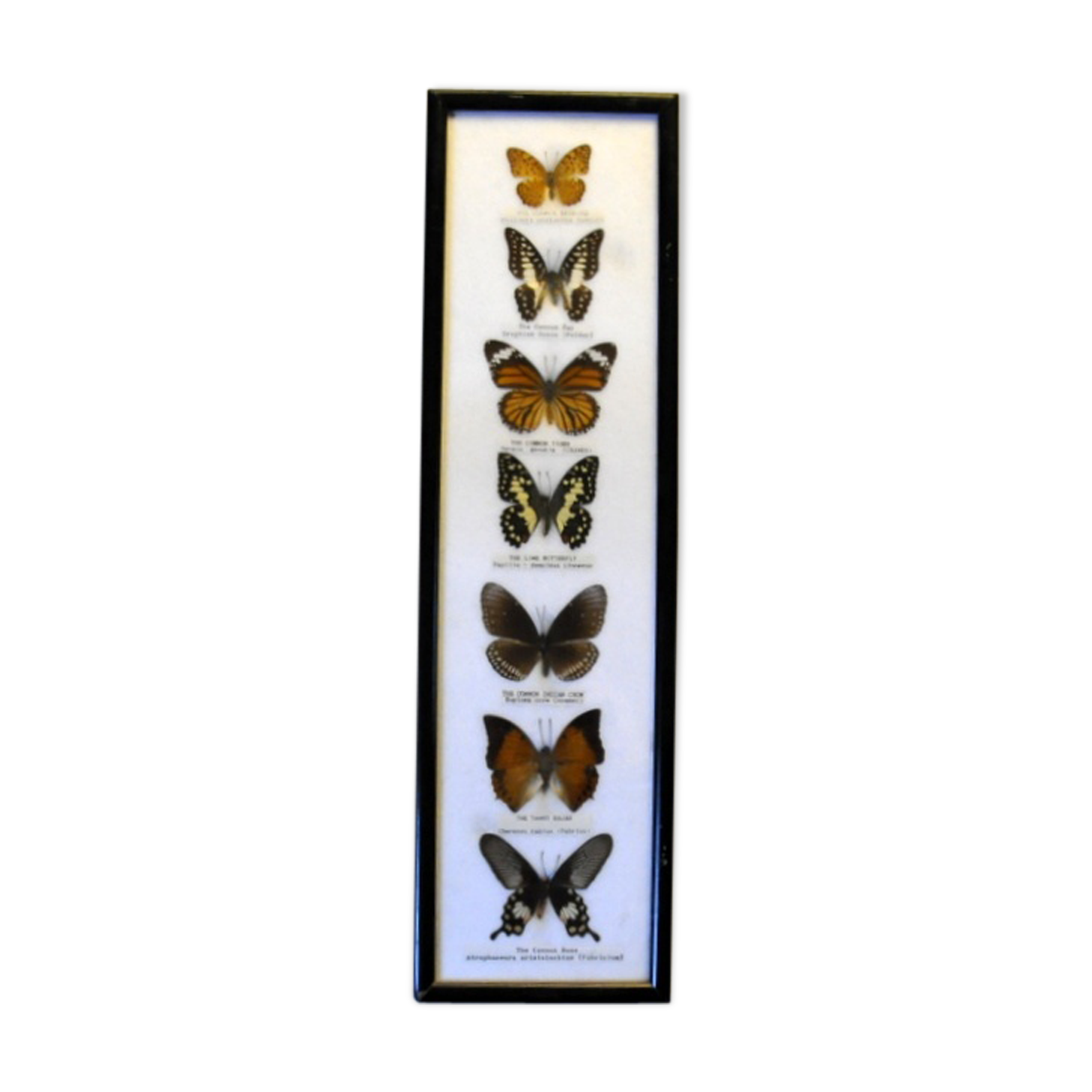 Frame with 7 butterflies