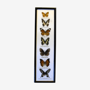 Cadre avec 7 papillons