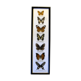 Cadre avec 7 papillons