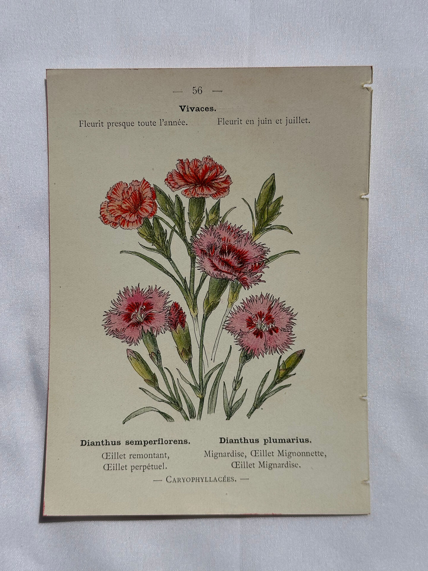 Planche botanique Gravure Fleur Plante 19eme double face colorée
