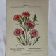 Planche botanique Gravure Fleur Plante 19eme double face colorée