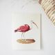 Bestiary plates from the Natural History Museum Red Ibis