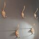 Set of 5 antique "Lion Head" coat hooks.