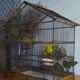 Cage ancienne