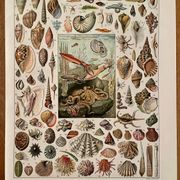 Reserved Marie-Axelle: Lot of 3 illustrated boards from the 20th century.