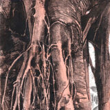 Monotype original "Racines"