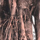 Monotype original "Racines"