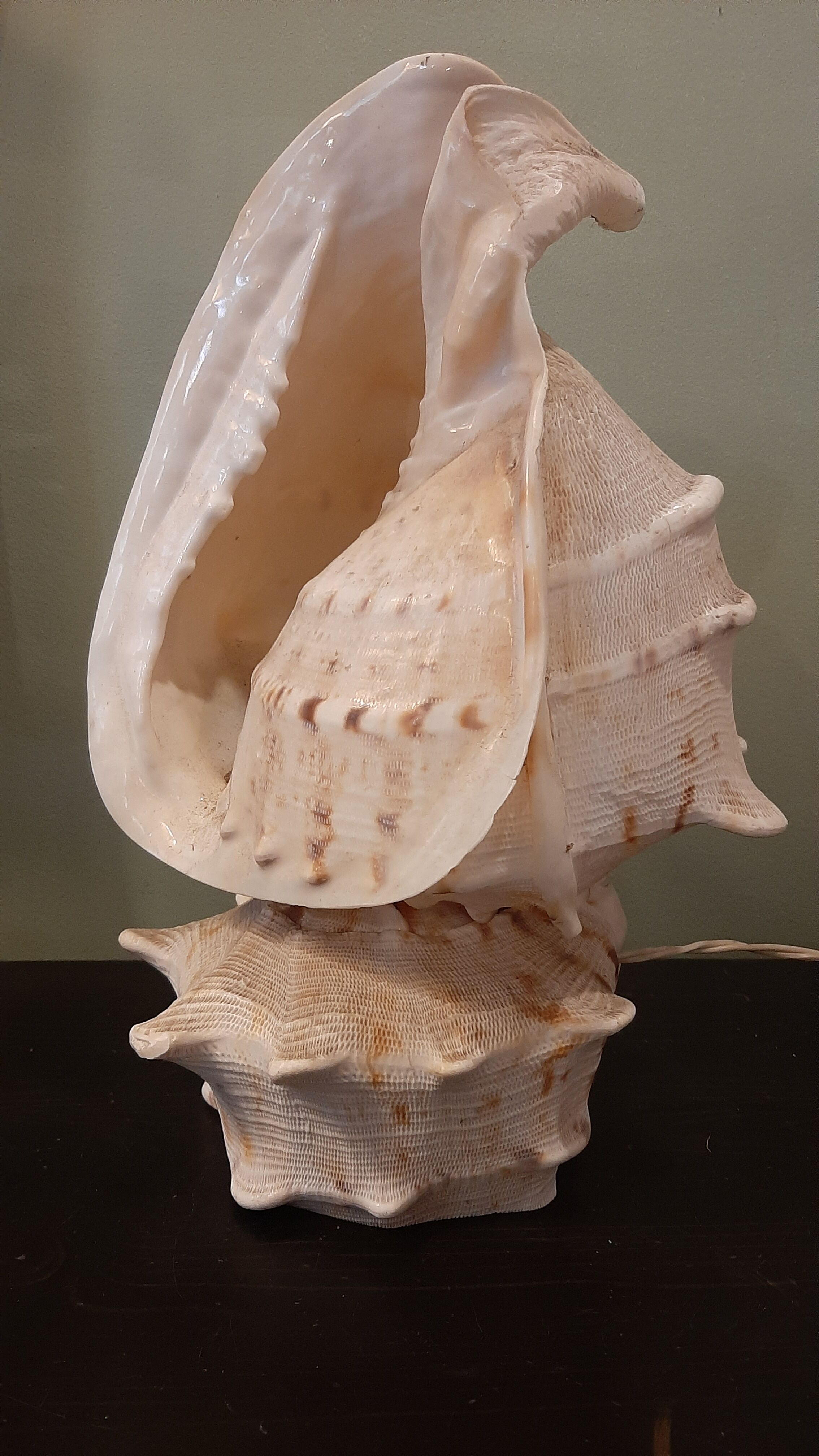 Lampe coquillage