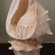 Lampe coquillage