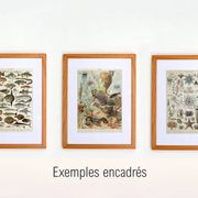 Gravure ancienne 1898, Océanographie, animaux marins - Lithographie, illustration originale