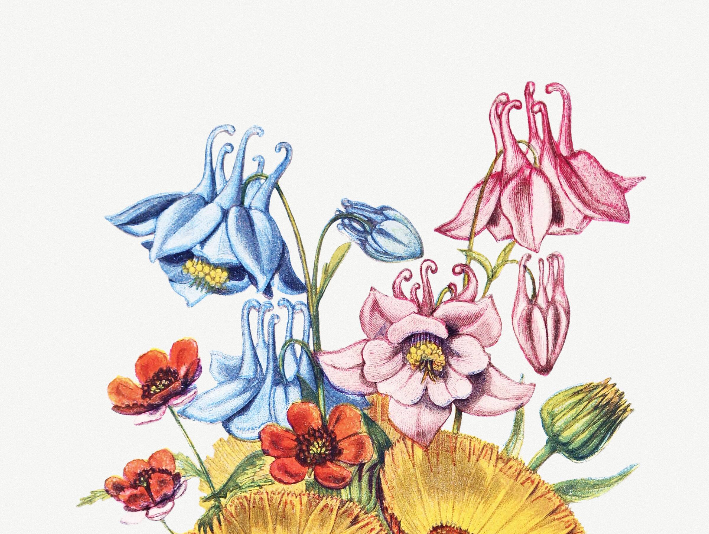 Poster about columbines, marigolds and adonis, based on a lithograph