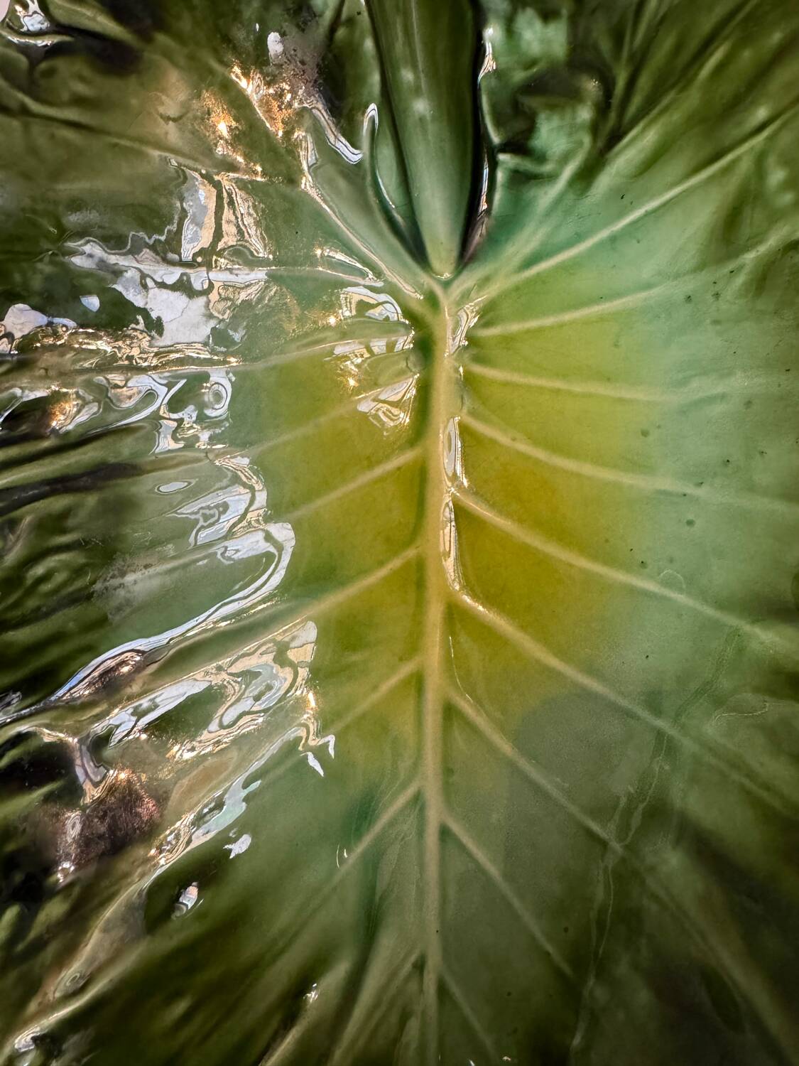 Large ceramic leaf cup from the 60s
