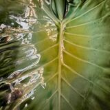 Large ceramic leaf cup from the 60s