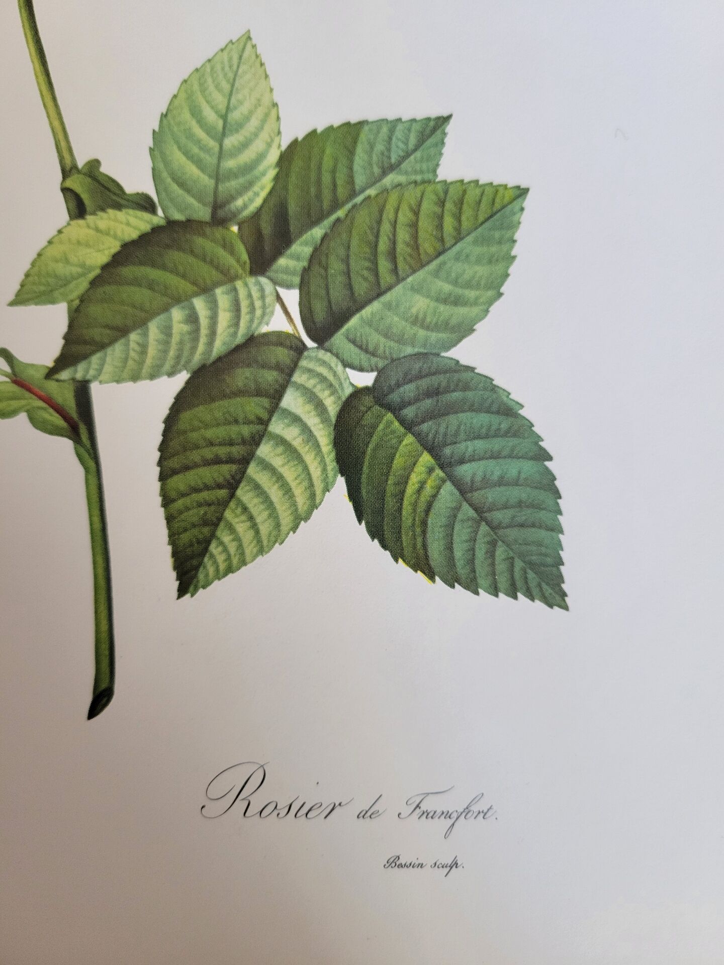 Botanical plate of Frankfurt Rose, P.J. Redouté 1960