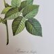 Botanical plate of Frankfurt Rose, P.J. Redouté 1960