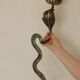 Pair of Neo-Egyptian Style Engraved Brass Wall Sconces Featuring Cobras