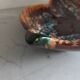 Large dish Vallauris