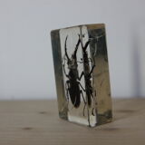 Inclusion in lucan beetle resin