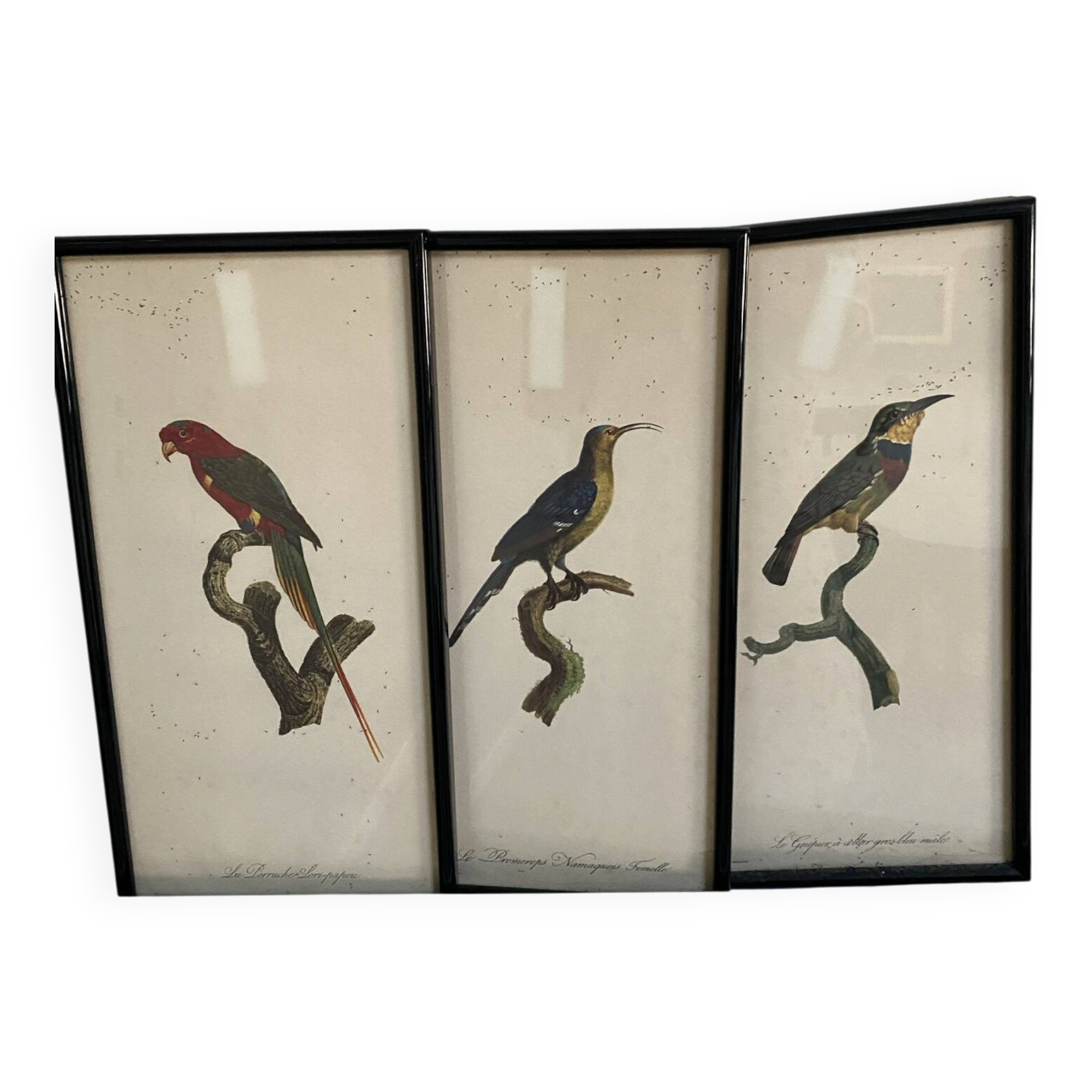 Vintage bird lithographs