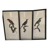 Vintage bird lithographs