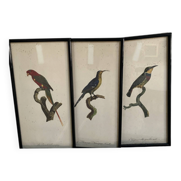 Vintage bird lithographs