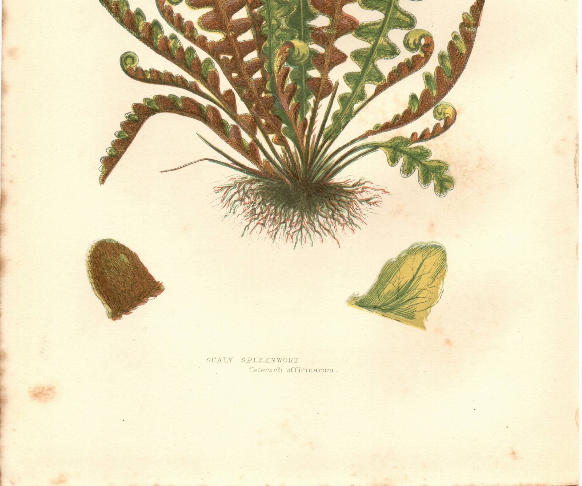 Engraving from 1889 - Scaly Fern by A. Pratt - Botanical Plate