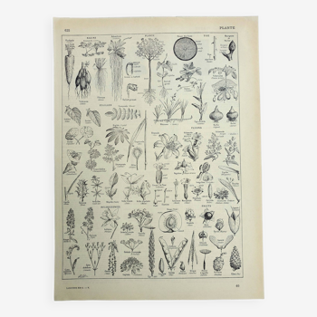 Gravure ancienne 1928, Plante utile, botanique, flore, feuille • Lithographie, Planche originale