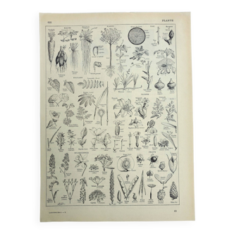Gravure ancienne 1928, Plante utile, botanique, flore, feuille • Lithographie, Planche originale