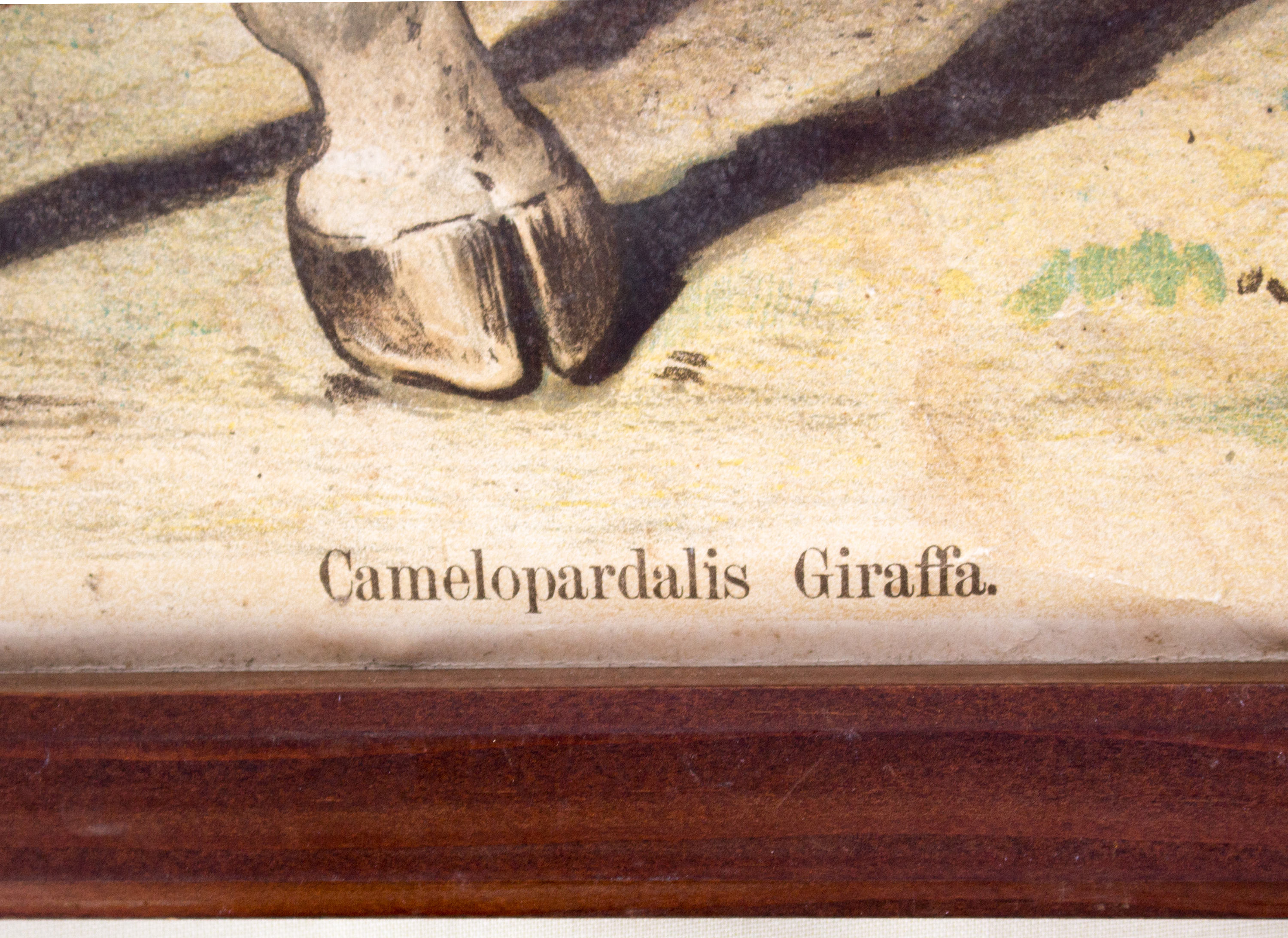 Giraffe, Antique Educational Picture, by F. Specht and published by Leipziger Schulbilderverlag von F. E. Wachsmuth, Leipzig, 1879