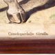 Giraffe, Antique Educational Picture, by F. Specht and published by Leipziger Schulbilderverlag von F. E. Wachsmuth, Leipzig, 1879
