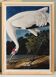 Poster about the Whooping Crane in America, after an old engraving from 182
