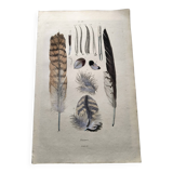 Antique engraving from 1839 - Feathers - Vintage hand-colored zoological plate