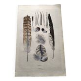 Gravure ancienne de 1839 -Plumes- Planche vintage coloriée main zoologique