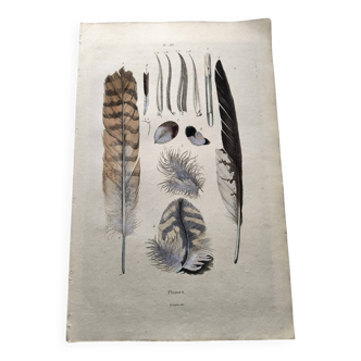 Antique engraving from 1839 - Feathers - Vintage hand-colored zoological plate