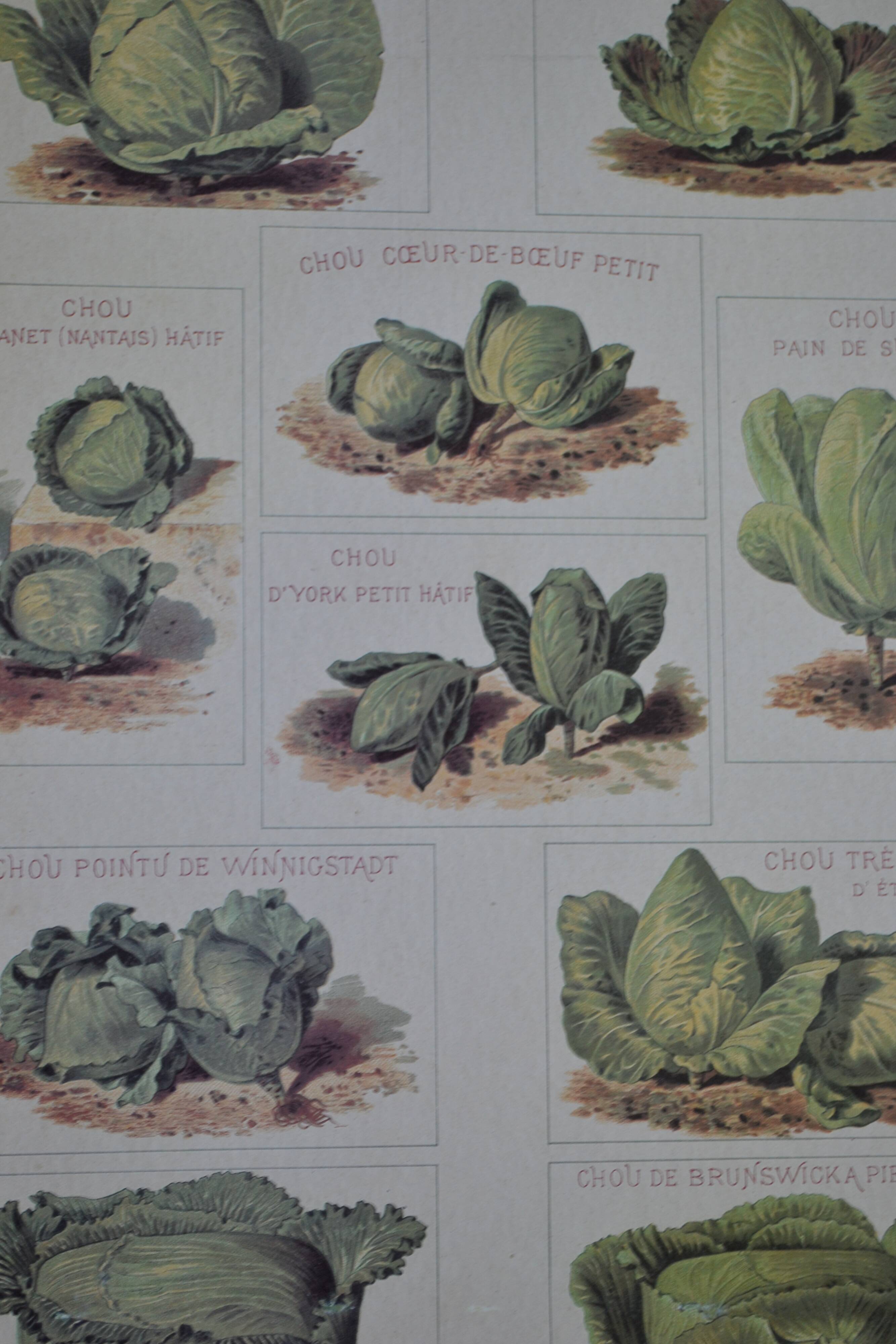 Vintage botanical poster "Cabbages"